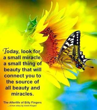 imagepapillonmiracles